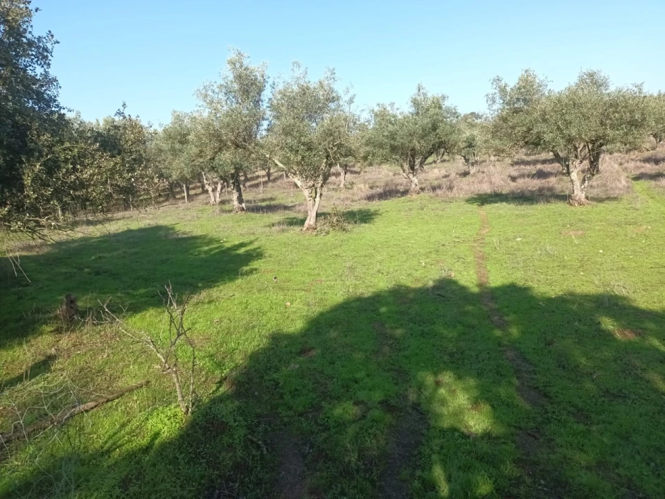 Terreno para Venda em Barbacena e Vila Fernando Foto 9