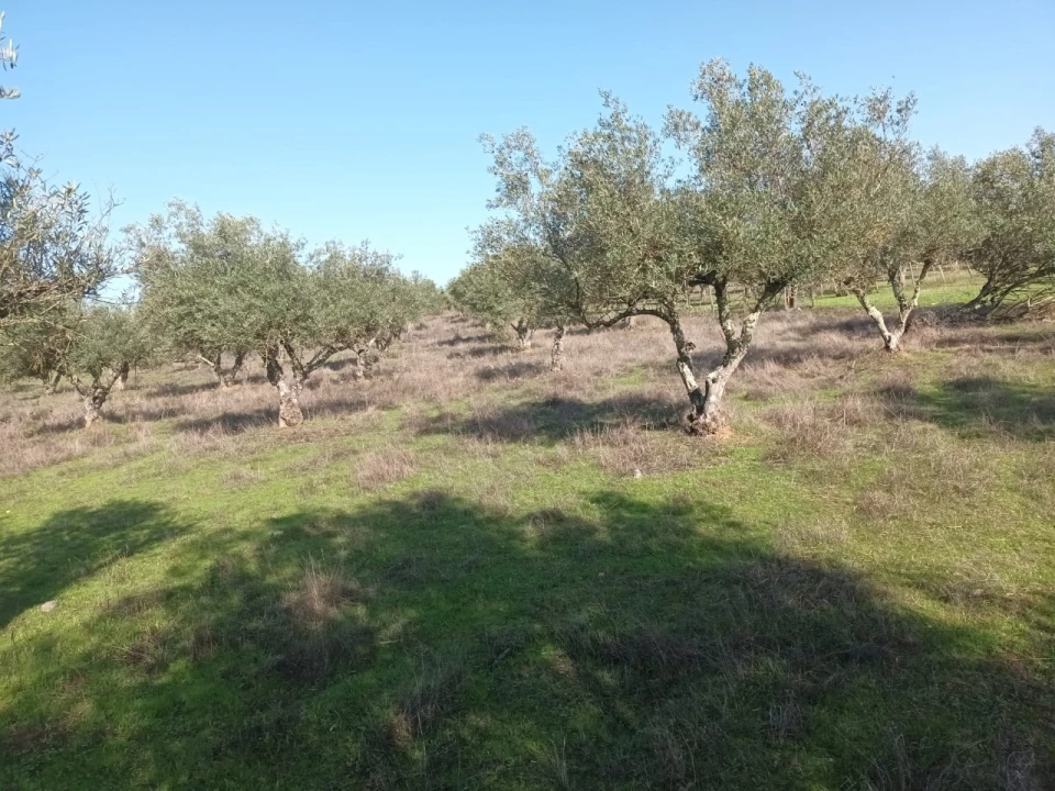 Terreno para Venda em Barbacena e Vila Fernando Foto 10