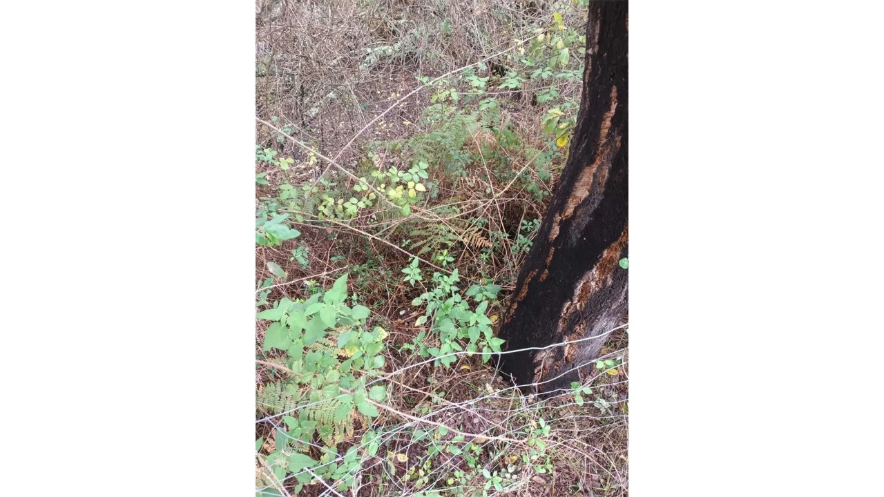 Moradia T2 para Venda em Esperança Foto 34