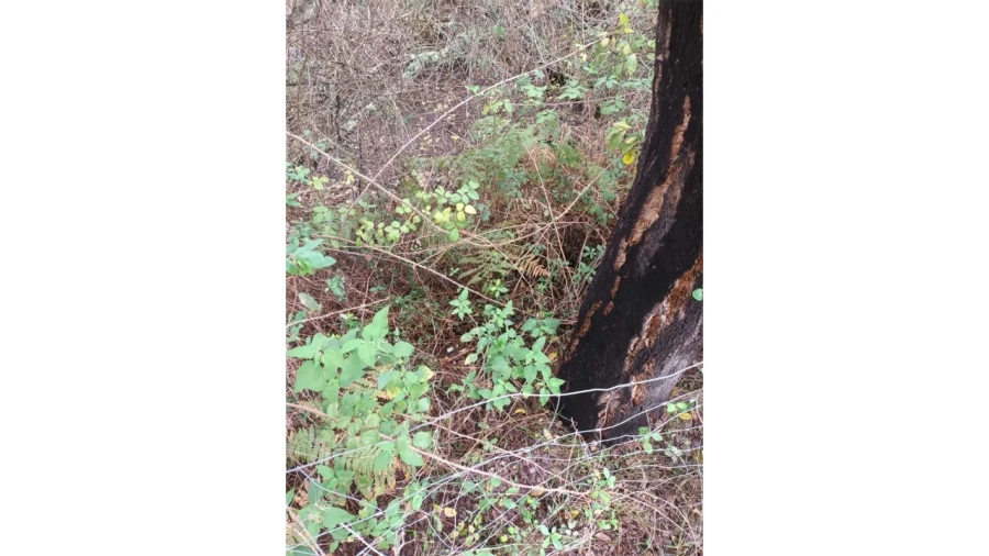 Moradia T2 para Venda em Esperança Foto 34