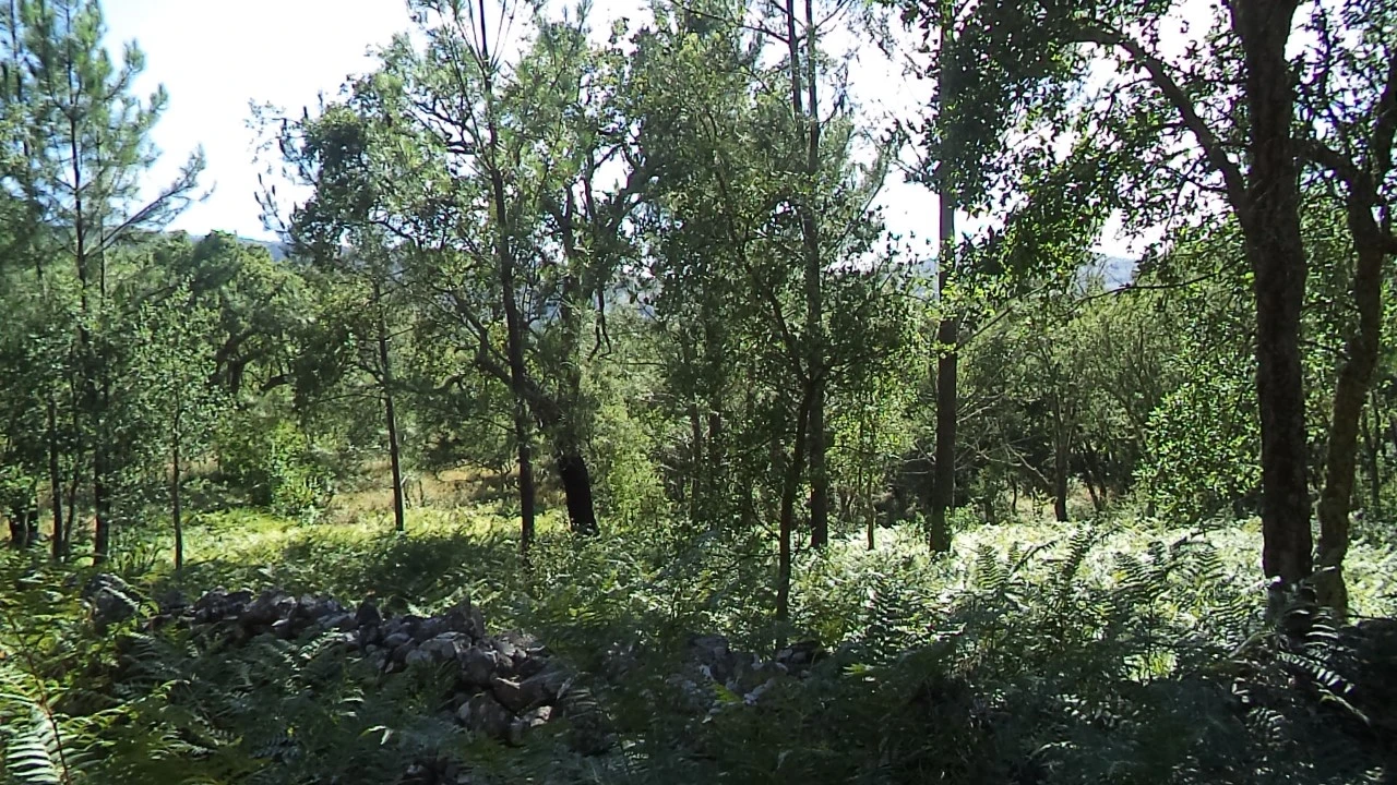 Terreno para Venda em São Salvador da Aramenha Foto 1