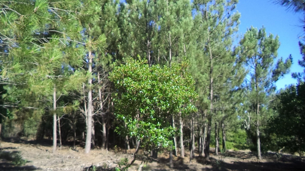 Terreno para Venda em São Salvador da Aramenha Foto 7