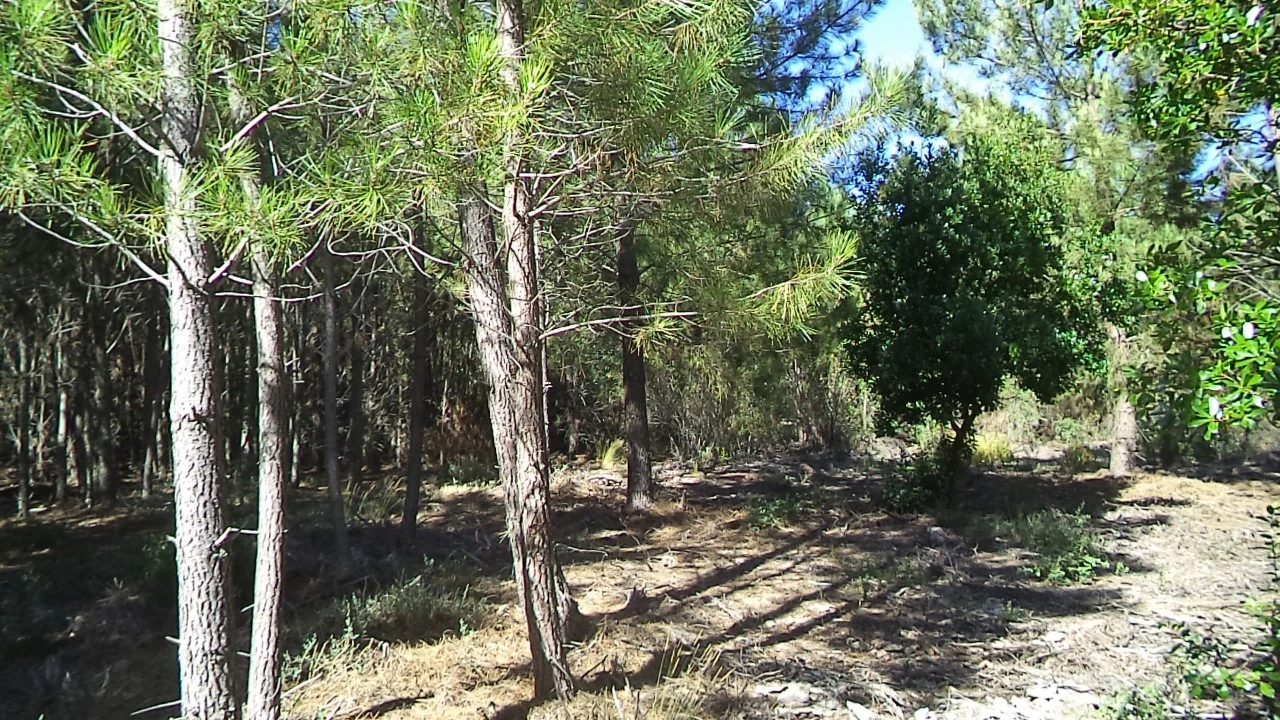 Terreno para Venda em São Salvador da Aramenha Foto 8