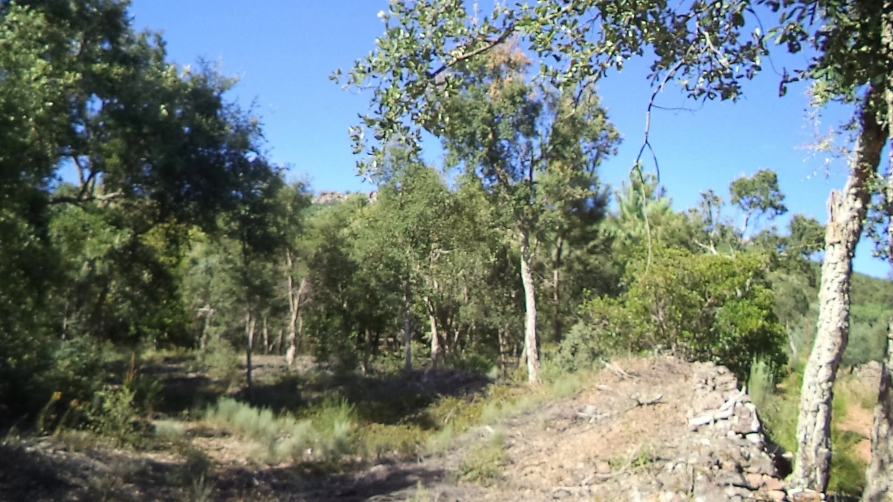 Terreno para Venda em São Salvador da Aramenha Foto 9