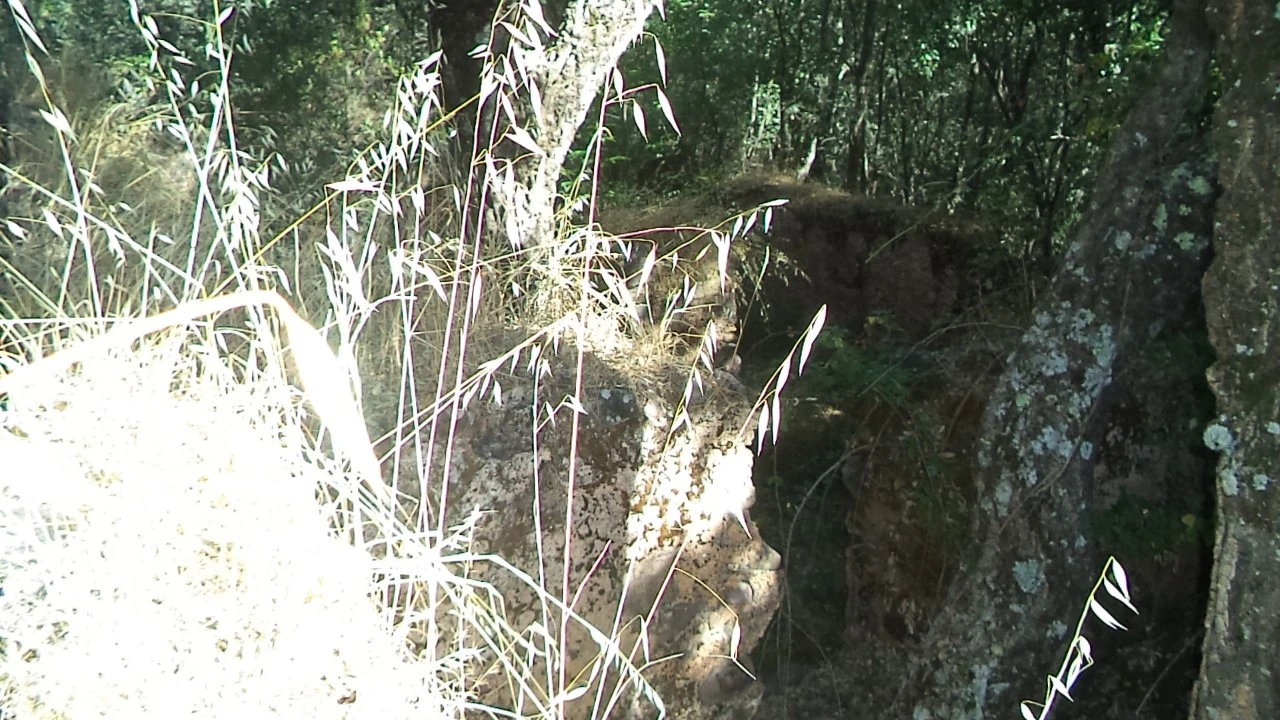 Terreno para Venda em São Salvador da Aramenha Foto 12
