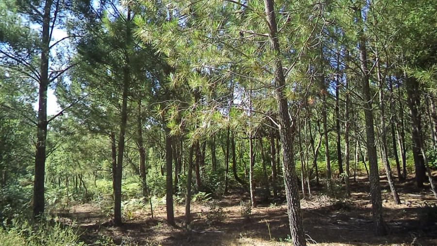 Terreno para Venda em São Salvador da Aramenha Foto 3