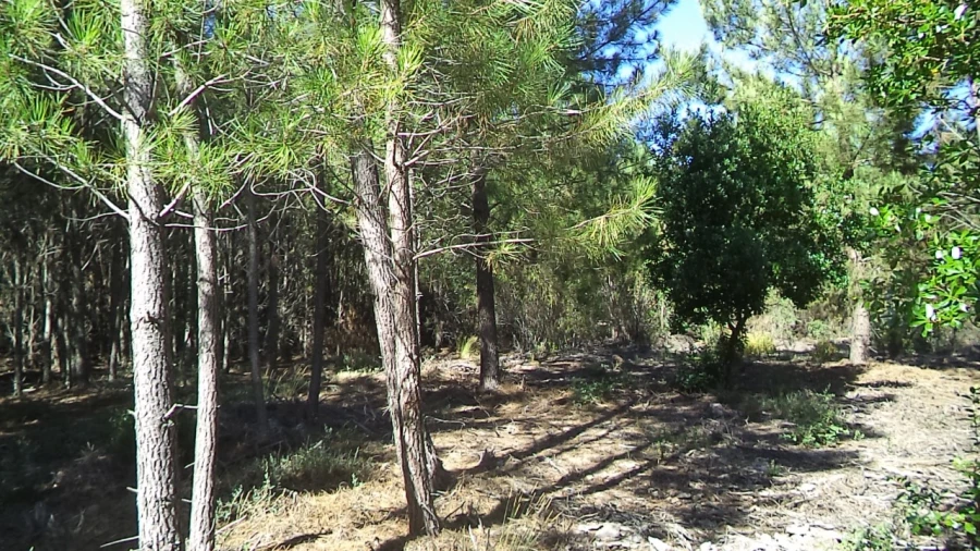 Terreno para Venda em São Salvador da Aramenha Foto 8
