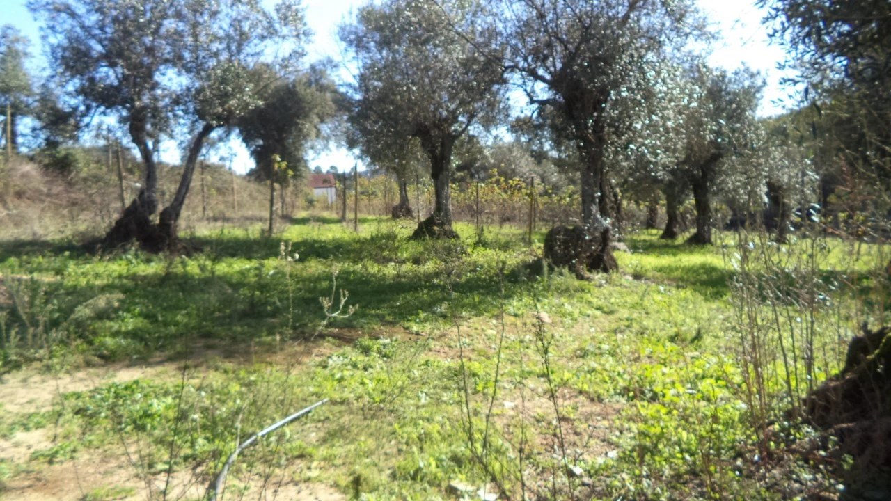 Quinta T4 para Venda em Alegrete Foto 37