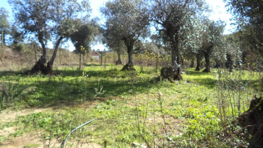 Quinta T4 para Venda em Alegrete Foto 37