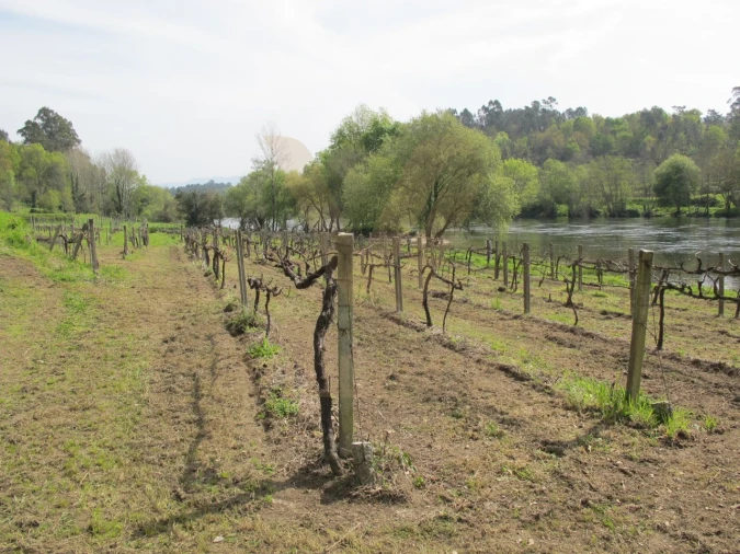 Terreno para Venda em Távora (Santa Maria e São Vicente) Foto 2