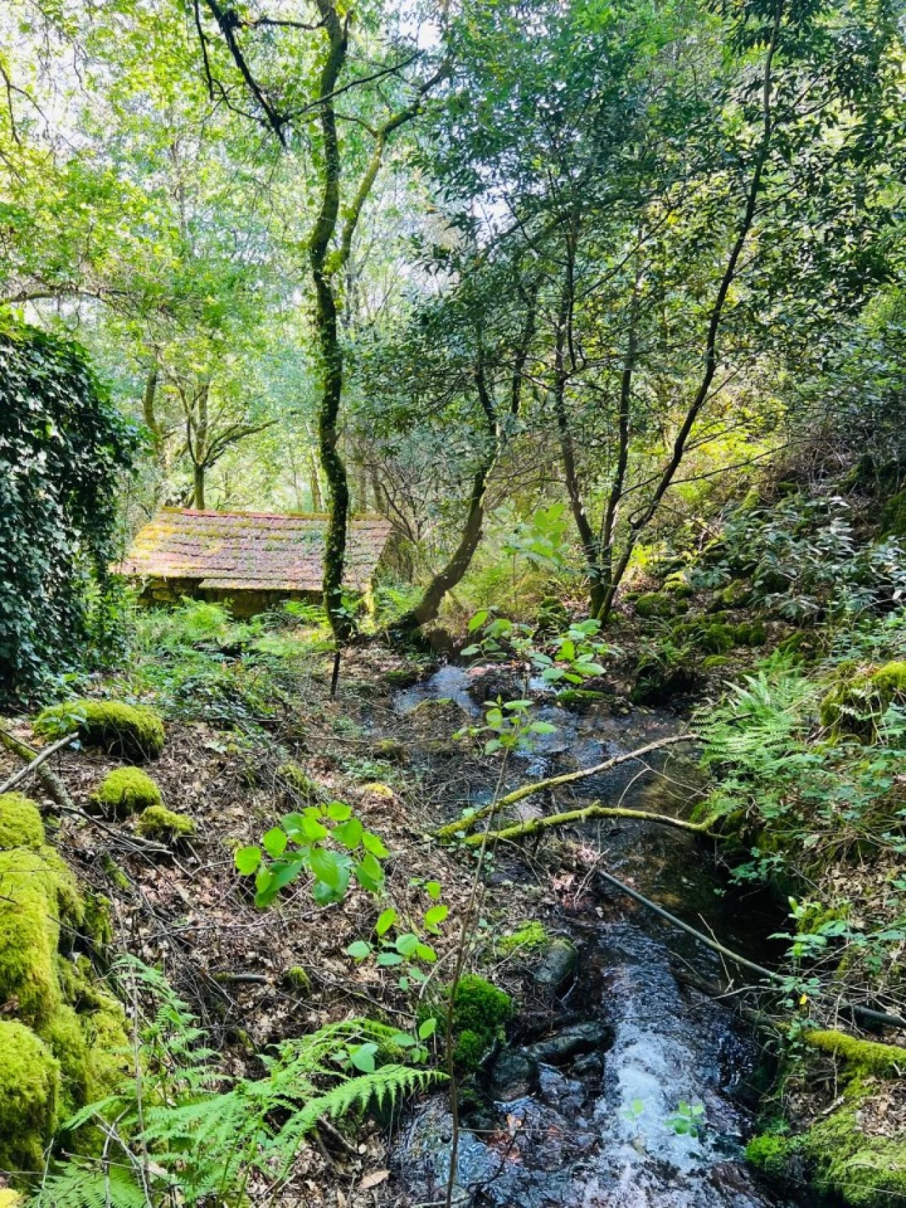 Quinta para Venda em Covas Foto 12