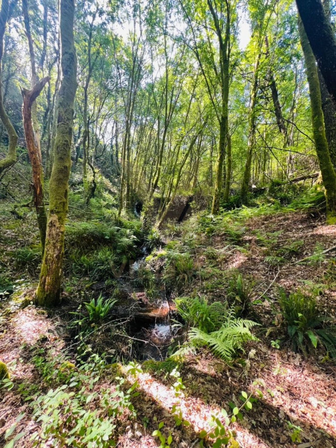 Quinta para Venda em Covas Foto 16