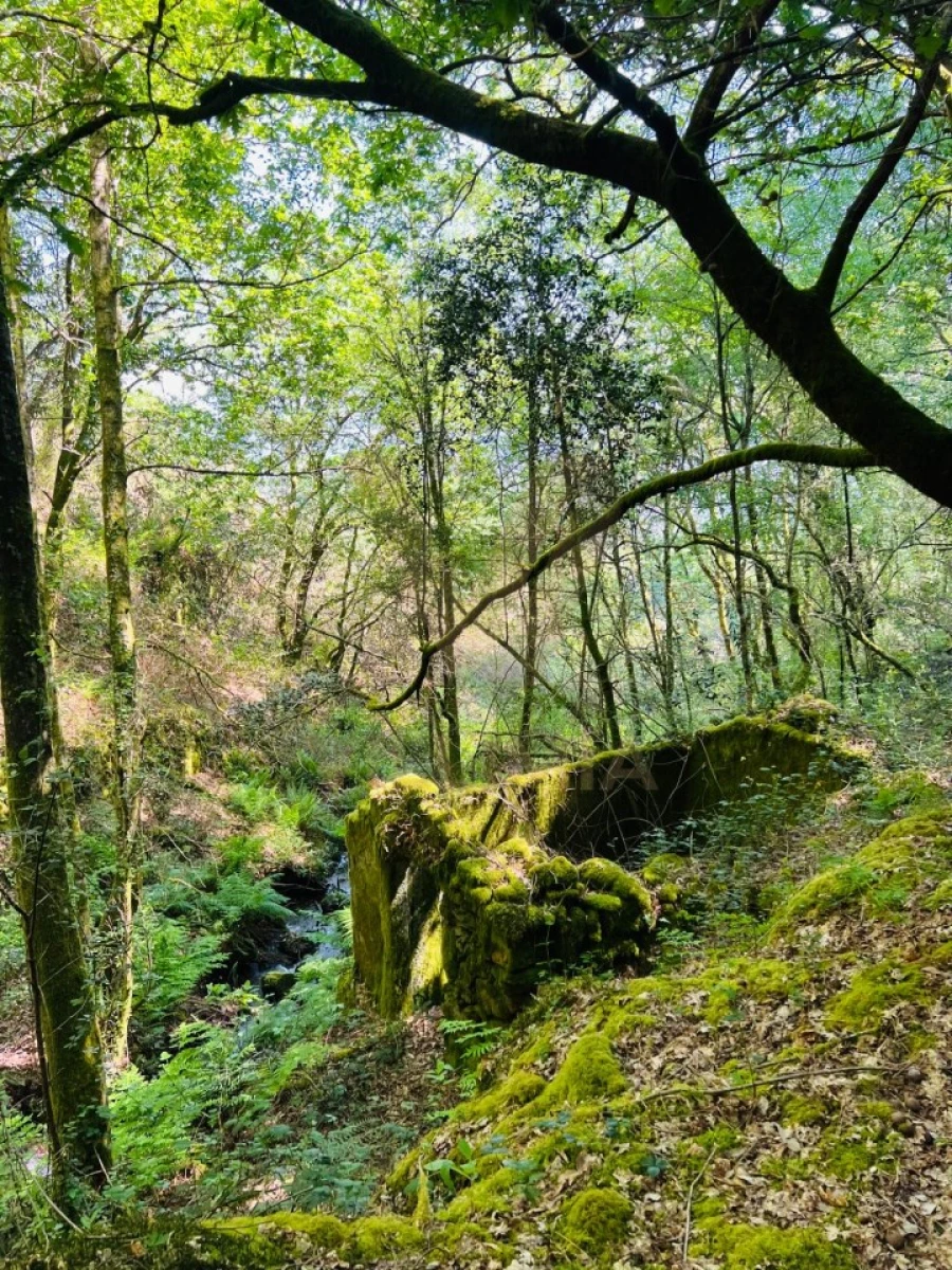 Quinta para Venda em Covas Foto 4