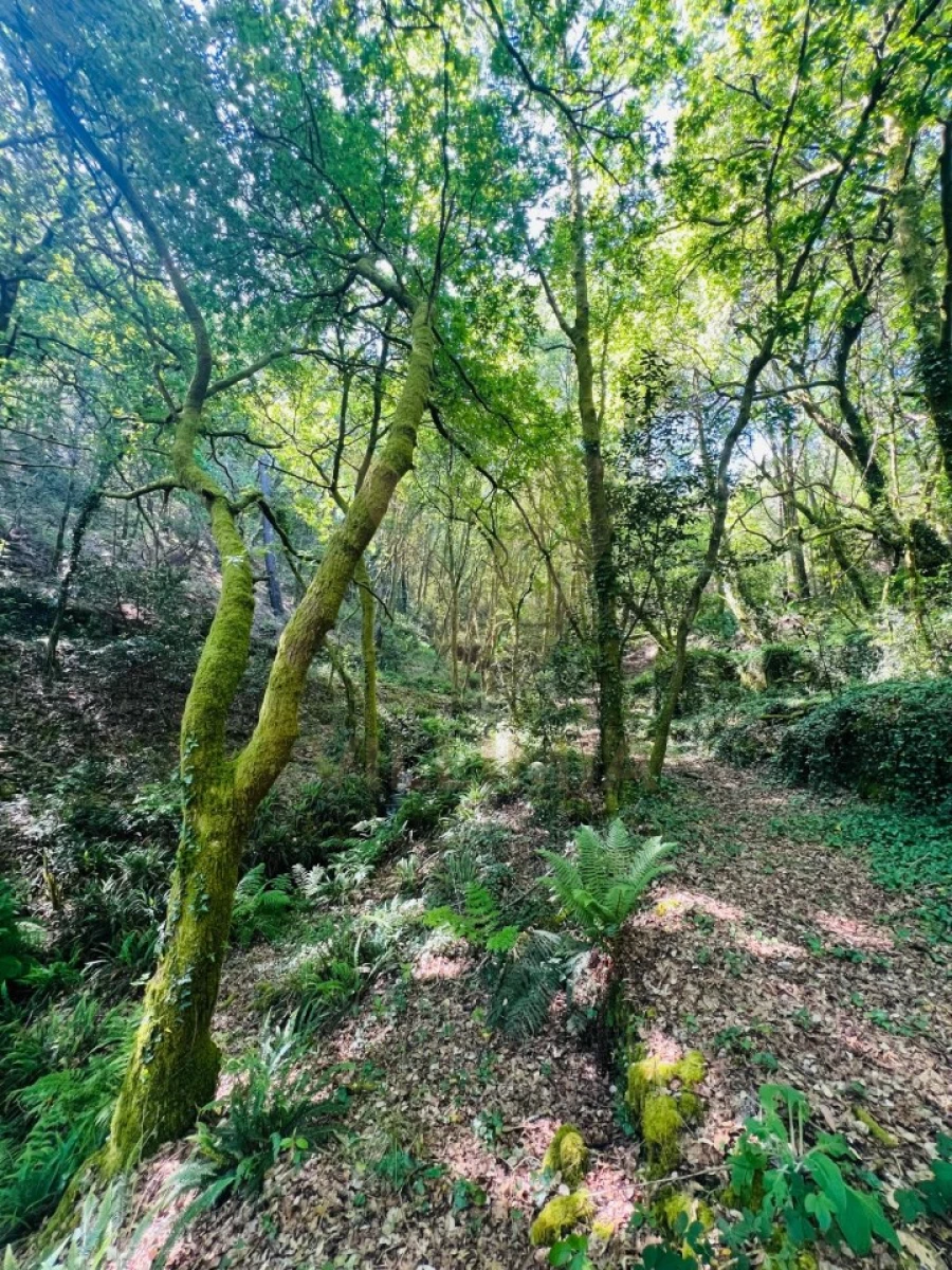 Quinta para Venda em Covas Foto 11