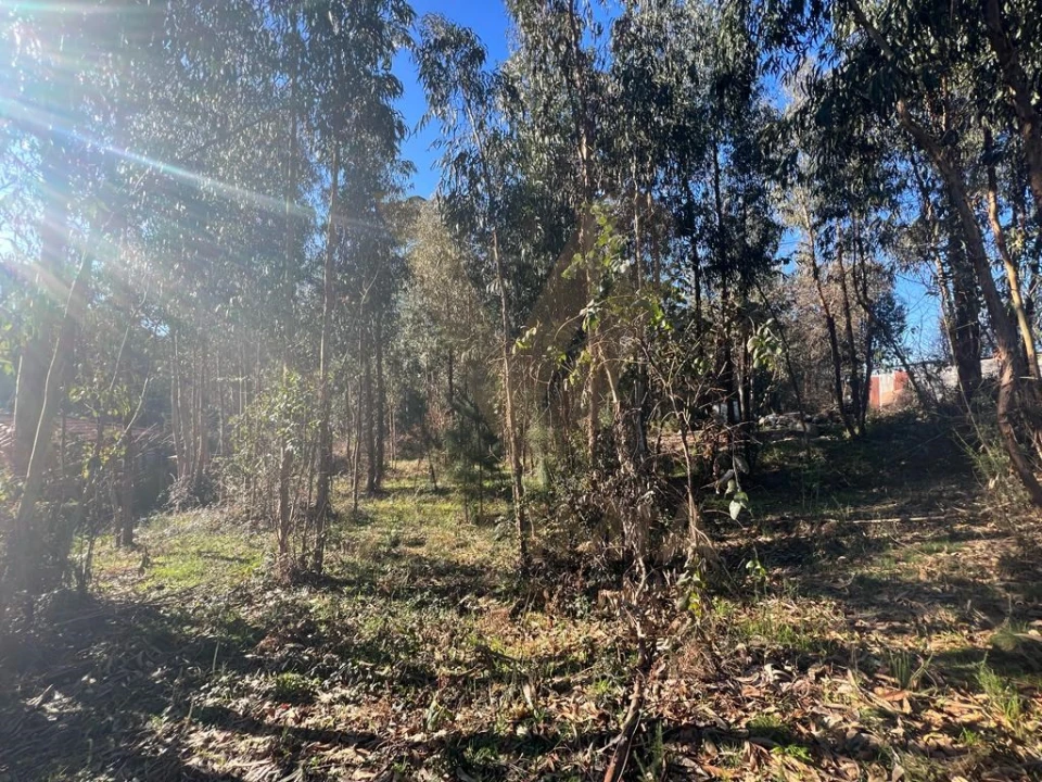 Terreno para Venda em Rebordões (Souto) Foto 2