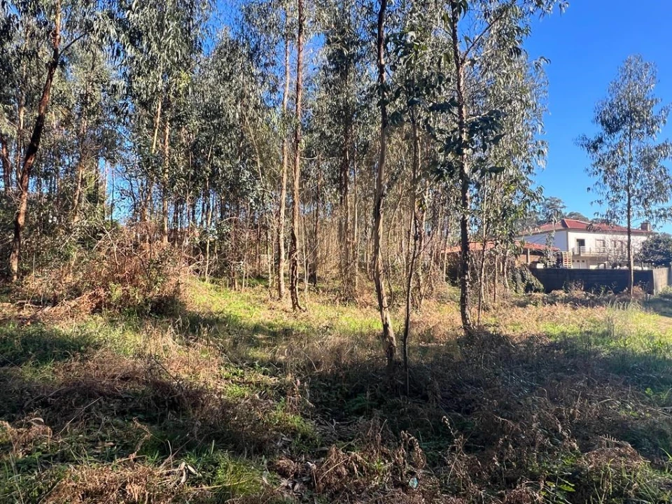 Terreno para Venda em Rebordões (Souto) Foto 3