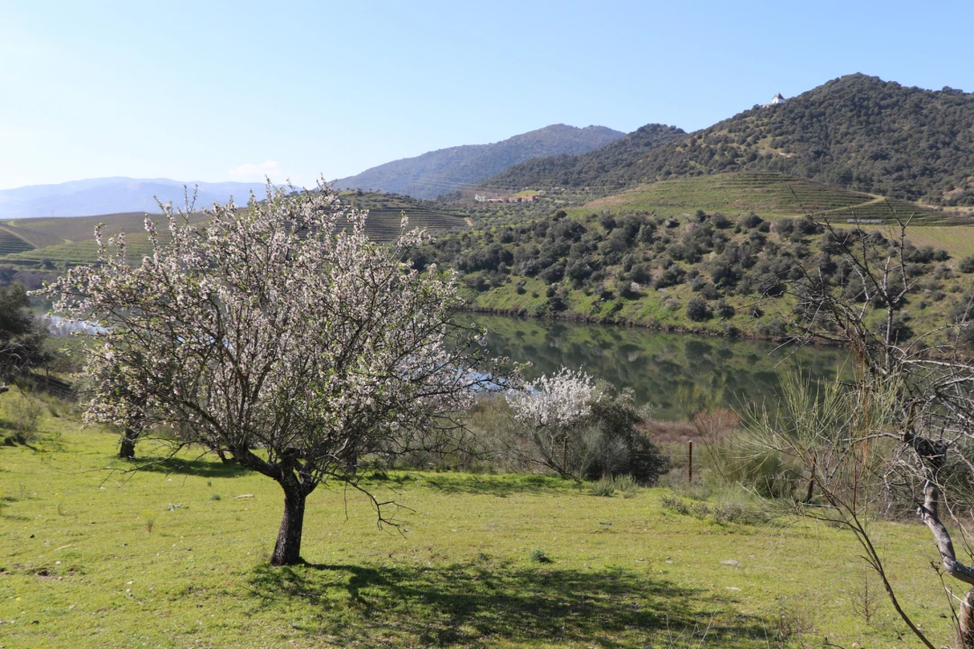 Quinta T0 para Venda em Torre de Moncorvo Foto 22