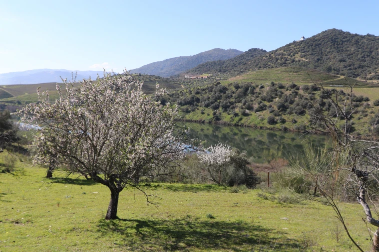 Quinta T0 para Venda em Torre de Moncorvo Foto 22