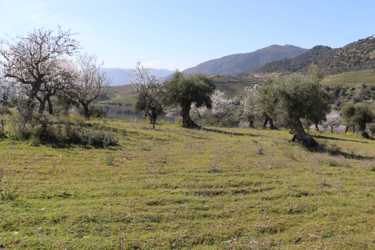 Quinta T0 para Venda em Torre de Moncorvo Foto 15