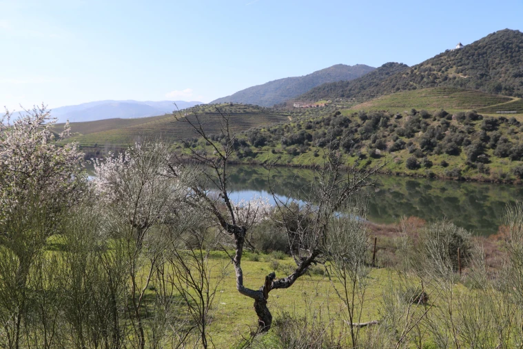 Quinta T0 para Venda em Torre de Moncorvo Foto 24