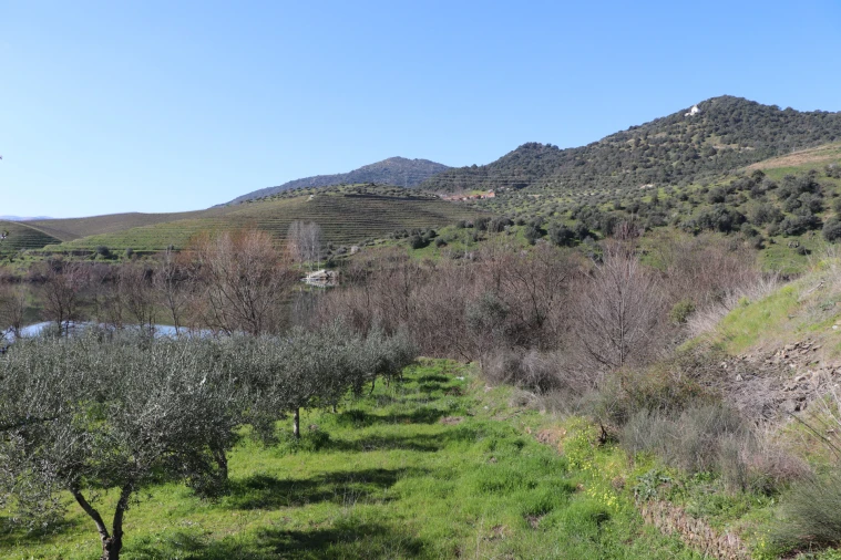 Quinta T0 para Venda em Torre de Moncorvo Foto 4