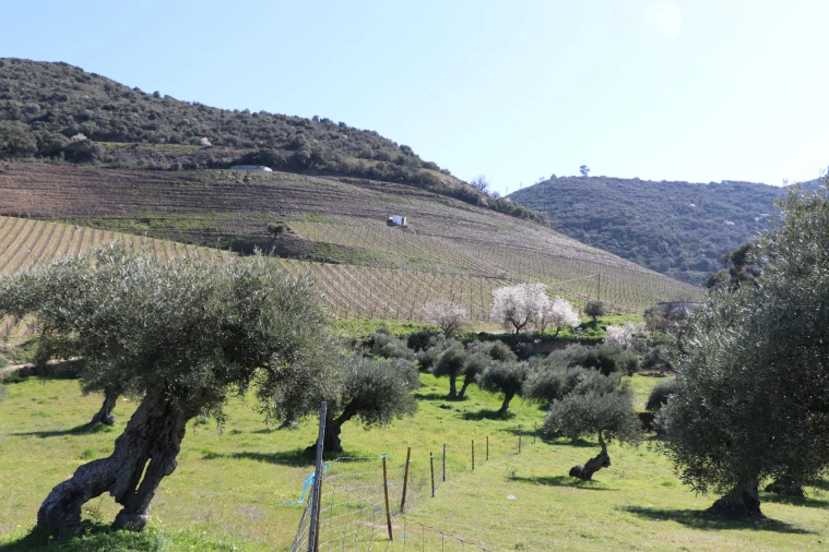 Quinta T0 para Venda em Torre de Moncorvo Foto 18