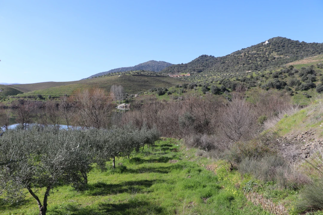 Quinta T0 para Venda em Torre de Moncorvo Foto 4