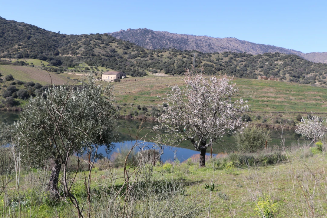 Quinta T0 para Venda em Torre de Moncorvo Foto 23