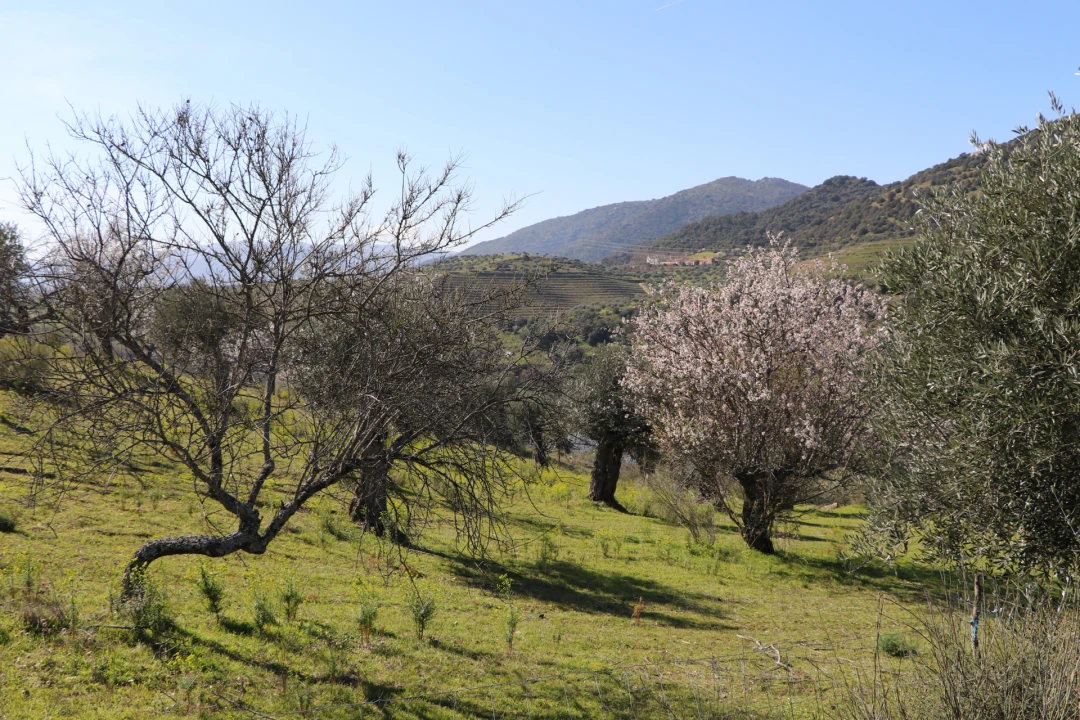 Quinta T0 para Venda em Torre de Moncorvo Foto 19