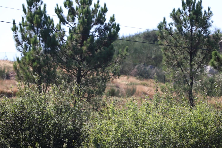 Terreno para Venda em Lustosa e Barrosas (Santo Estêvão) Foto 4