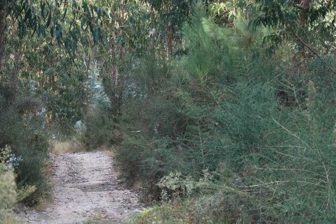 Terreno para Venda em Lustosa e Barrosas (Santo Estêvão) Foto 3