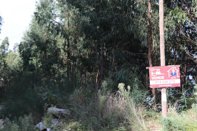 Terreno para Venda em Lustosa e Barrosas (Santo Estêvão) Foto 5