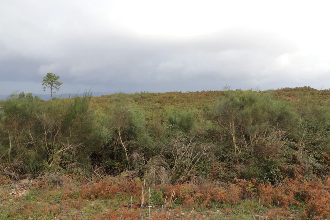 Terreno para Venda em Lustosa e Barrosas (Santo Estêvão) Foto 5
