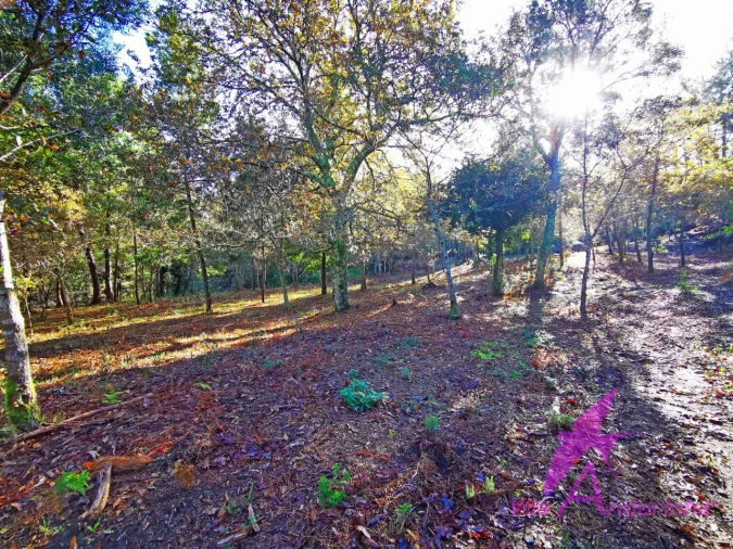 Terreno para Venda em Ancora Foto 21