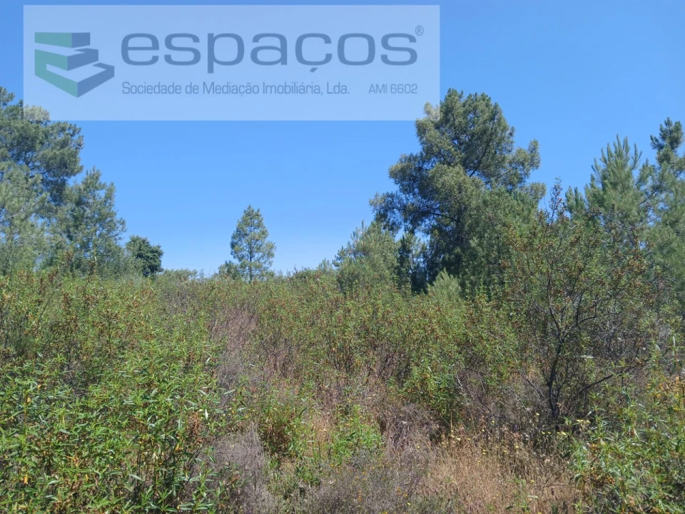 Terreno Agricola ou Rústico para Venda em Sarnadas de Rodão Foto 6