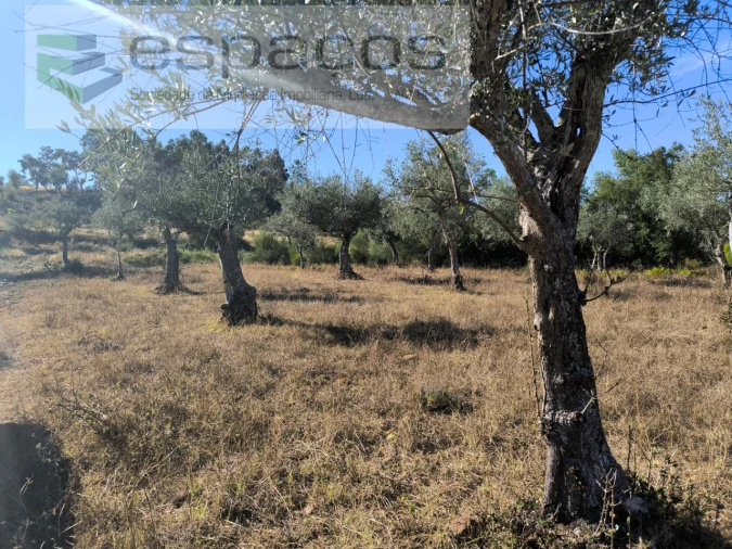 Terreno para Venda em Ninho do Açor e Sobral do Campo Foto 8