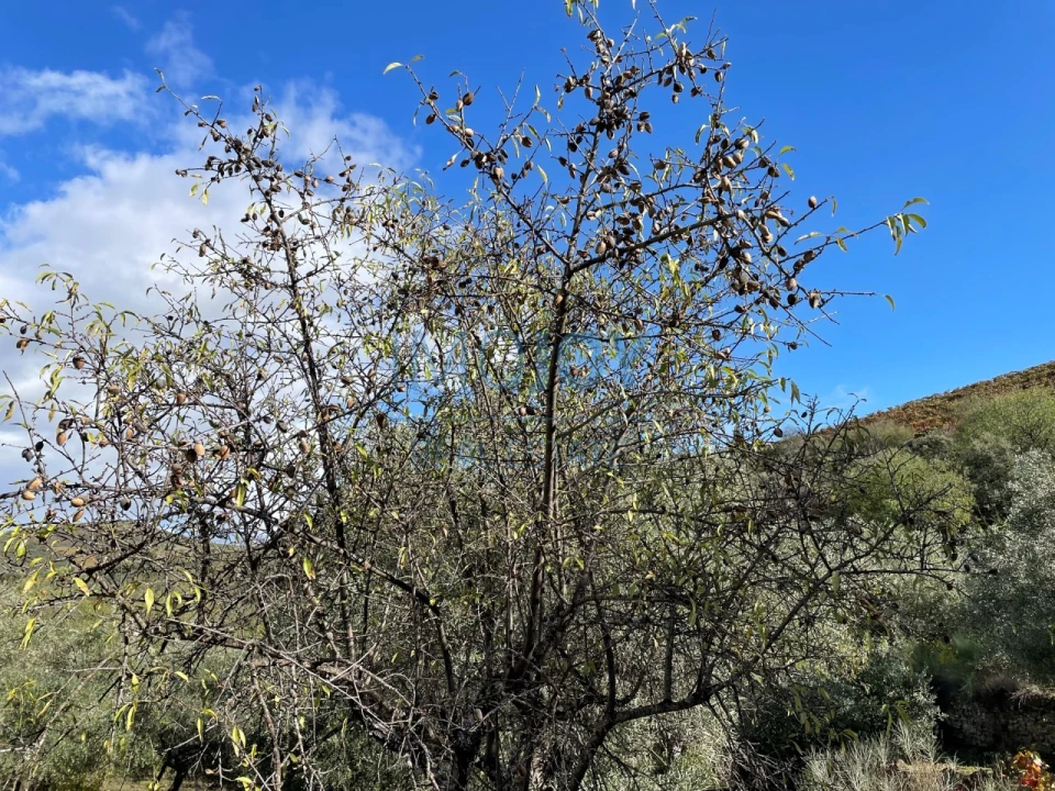Terreno Agricola ou Rústico para Venda em Vila Nova de Foz Côa Foto 6