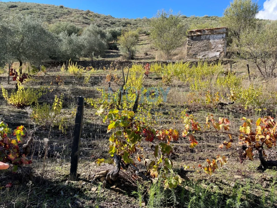 Terreno Agricola ou Rústico para Venda em Vila Nova de Foz Côa Foto 7