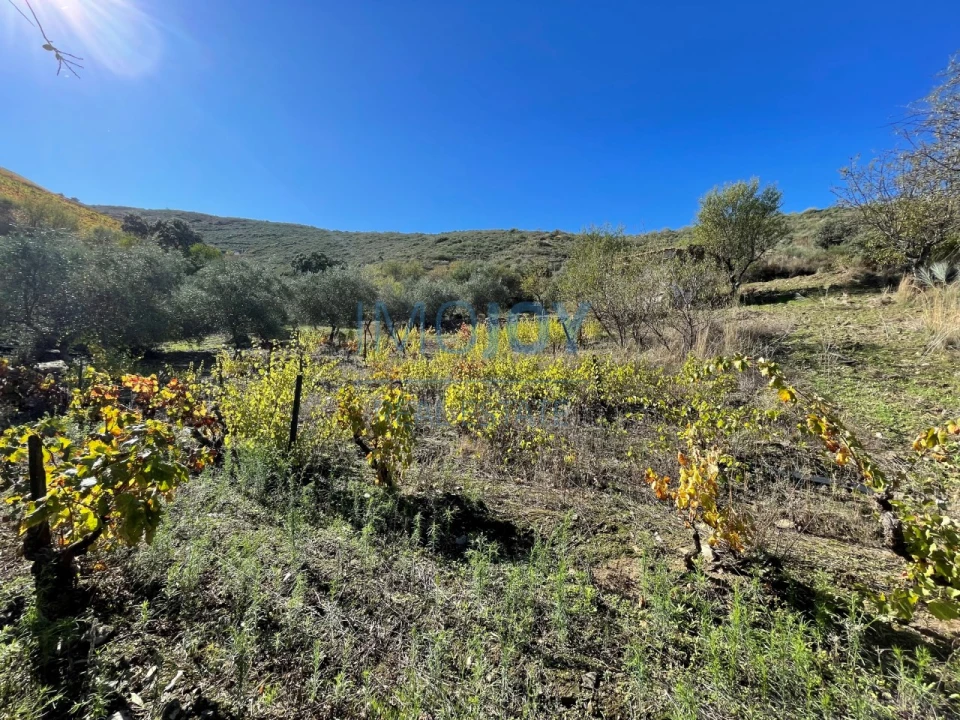 Terreno Agricola ou Rústico para Venda em Vila Nova de Foz Côa Foto 12