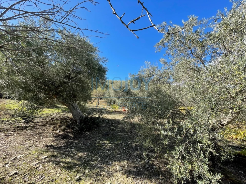 Terreno Agricola ou Rústico para Venda em Vila Nova de Foz Côa Foto 13