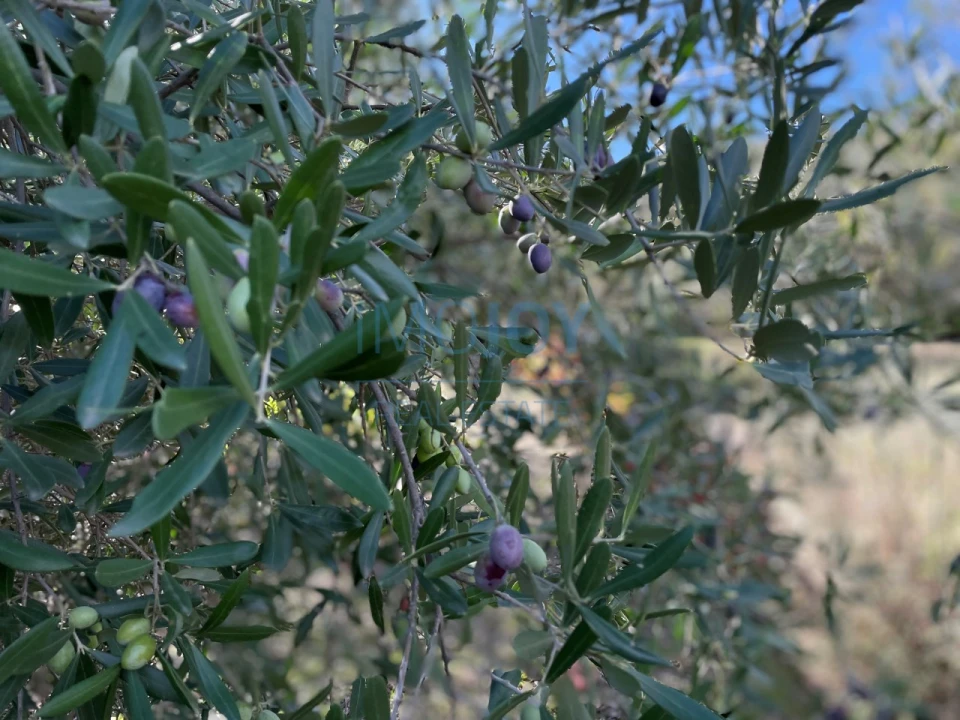 Terreno Agricola ou Rústico para Venda em Vila Nova de Foz Côa Foto 14