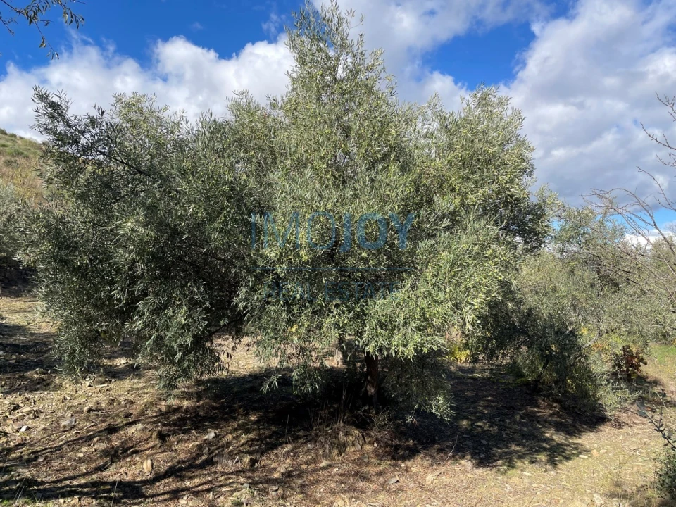 Terreno Agricola ou Rústico para Venda em Vila Nova de Foz Côa Foto 16