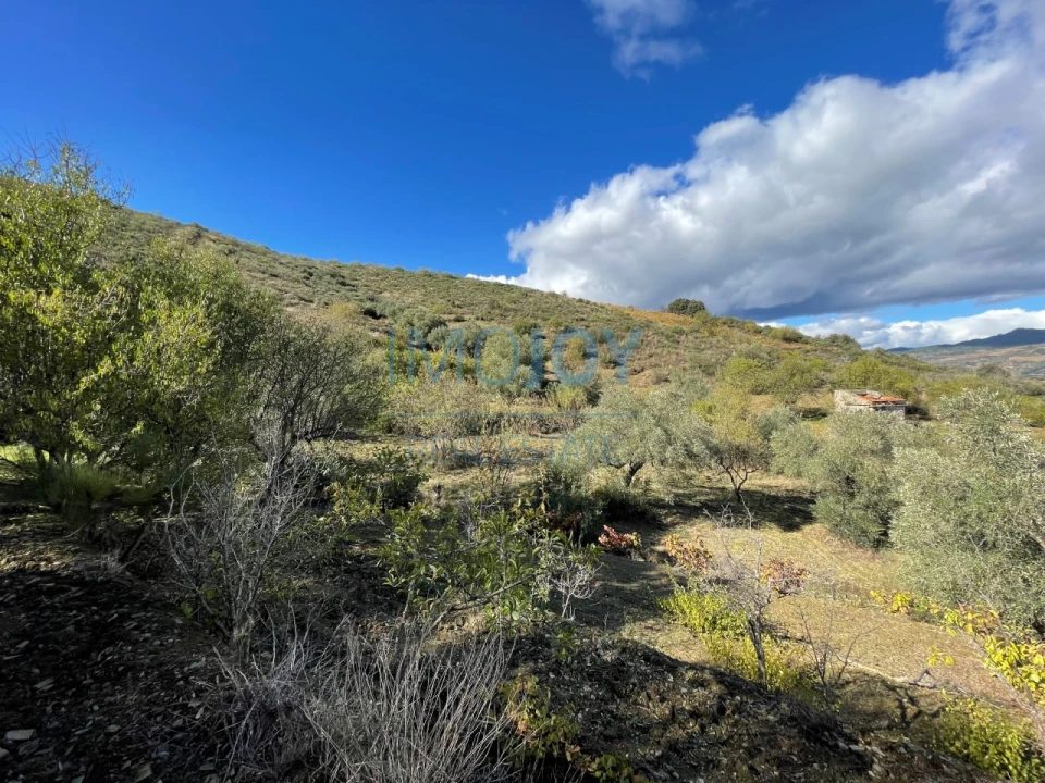 Terreno Agricola ou Rústico para Venda em Vila Nova de Foz Côa Foto 18