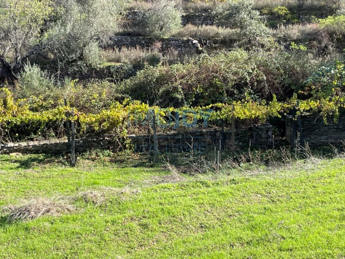 Terreno Agricola ou Rústico para Venda em Vila Nova de Foz Côa Foto 8