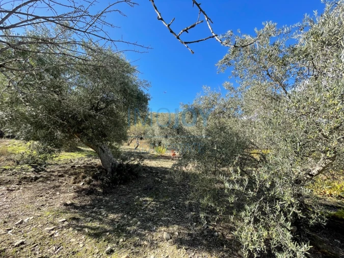 Terreno Agricola ou Rústico para Venda em Vila Nova de Foz Côa Foto 13