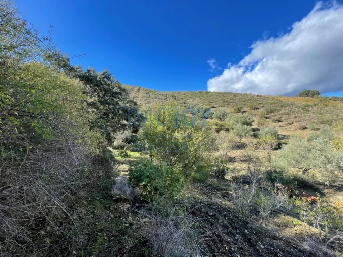 Terreno Agricola ou Rústico para Venda em Vila Nova de Foz Côa Foto 20
