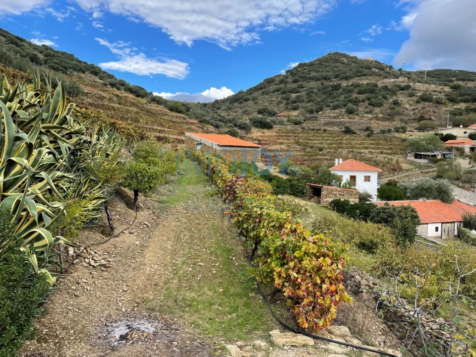 Quinta T4 para Venda em Vila Nova de Foz Côa Foto 70