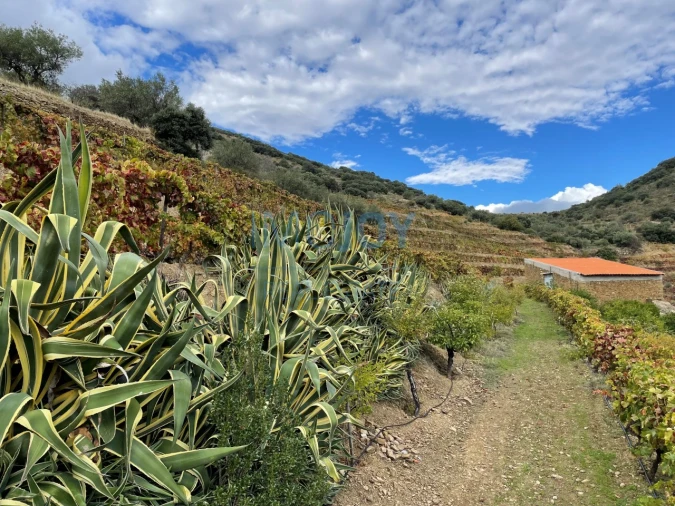 Quinta T4 para Venda em Vila Nova de Foz Côa Foto 65