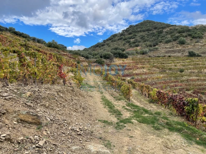 Quinta T4 para Venda em Vila Nova de Foz Côa Foto 66