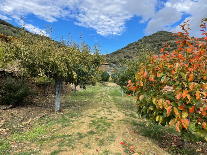 Quinta T4 para Venda em Vila Nova de Foz Côa Foto 71